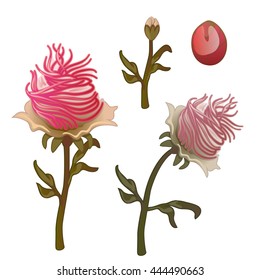 Life stages of pink flower isolated on white background. Vector illustration.