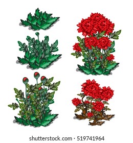 Life stages of red flower isolated on white background. Vector illustration.
