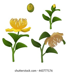 Life stages of yellow flower isolated on white background. Vector illustration.