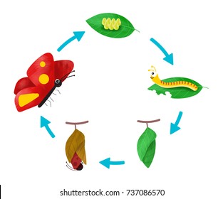 The Lifecycle of a Butterfly