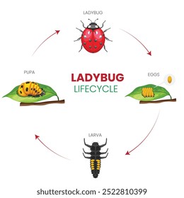 O ciclo de vida de uma joaninha tem quatro estágios: ovo, larva, pupa e adulto. As joaninhas põem ovos que eclodem em larvas, depois se transformam em pupas, surgindo como adultos.