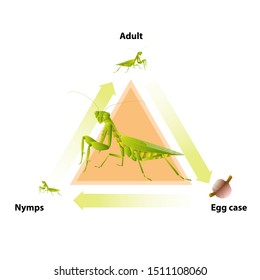 The life-cycle of mantis. Predatory insects. Eat insects for food.