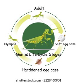 The life-cycle of mantis. Predatory insects. Eat insects for food.