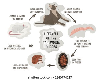 Lifecycle of the tapeworms in dogs. Intestinal parasites. Medical veterinarian infographics. Useful information in cartoon style. Vector illustration. Horizontal poster