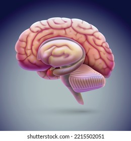 Lifelike lateral view of the brain 3D illustration floating on a gray-black background. medical use Education and science.