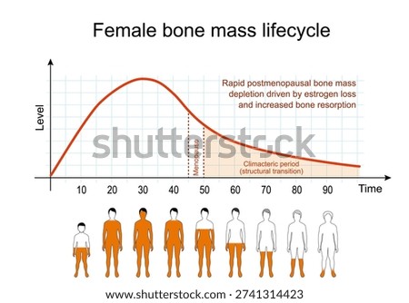 Lifetime dynamics of bone mass density in women. Rapid postmenopausal bone mass depletion driven by estrogen loss and increased bone resorption. Female bone mass lifecycle. Vector illustration. Medical diagram.