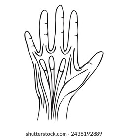ligaments of the hand with simple black lines. Vector illustration