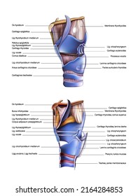 Ligaments of laryngeal cartilage on a white background. Vector 3D illustration