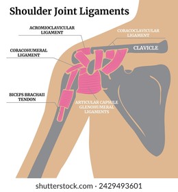 Ligamentos de la articulación del hombro. Infografía con huesos y tendones. Cartel médico. Ilustración de vector