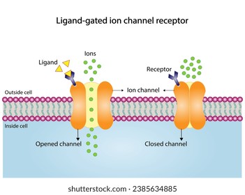 Ligand gated ion channel receptors. Mechanism for the transport of ions. Cell membrane receptors for ligands bind. Top view of ion channel opened channel closed channel.