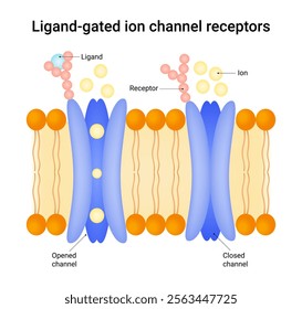 Ligand gated ion channel receptors