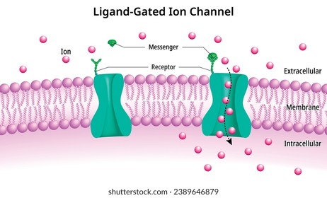 Ligand Gated Ion Channels - Ionotropic Receptor - Transmembrane Ion Channel Protein - Na, K, Ca, Cl - Medical Vector Illustration