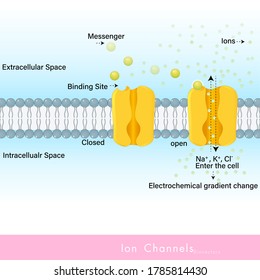 Ligand messenger molecule gated ion channels which are involved in the transport of Ions like sodium potassium chloride ions upon activation into open state from closed state vector illustration eps