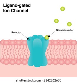 Ligand-gated Ion Channel diagram teaching slide