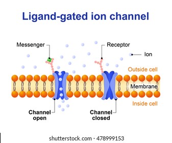 Ligand-gated ion channel. channel proteins which open to ions Na, K, Ca, or Cl