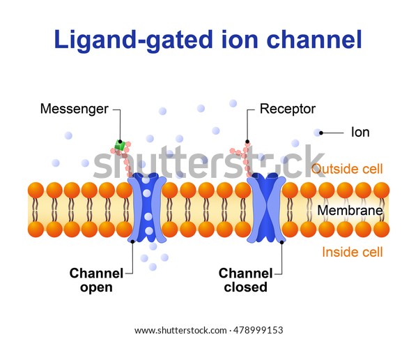 Ligand-gated ion channel. channel proteins which open\
to ions Na, K, Ca, or\
Cl