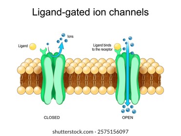 Ligand-gated ion channels. Ligand binding, Neurotransmitter receptors. Gating mechanism. Vector illustration