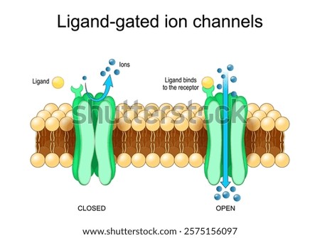 Ligand-gated ion channels. Ligand binding, Neurotransmitter receptors. Gating mechanism. Vector illustration