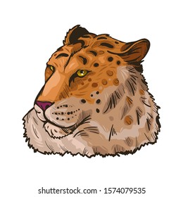 Liger hybrid offspring of lion and tiger isolated vector illustration hand drawn portrait sketch. Exotic animal, safari hunting season. Fauna India, member of carnivora family. Asian breed carnivorous