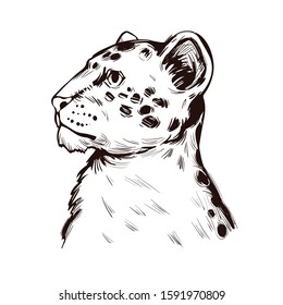 Liger hybrid offspring lion tiger, vector baby tabby portrait closeup isolated sketch t-shirt print, monochrome. Animal hand drawn illustration. Fauna of India asian breed carnivorous vector drawing