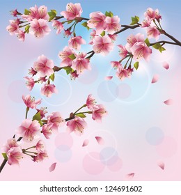 Light background with sakura blossom - Japanese cherry tree, greeting or invitation card. Vector illustration