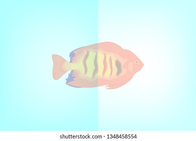 light blue background images and fish