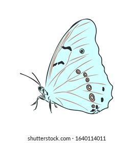 Light blue butterfly, vector illustration insect. 