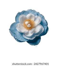 light blue color Camellia flower vector artwork 