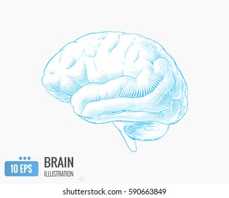 Light Blue Engraving Brain Side View Illustration Isolated On White Background