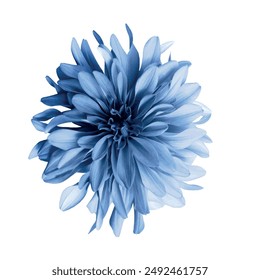 Light blue flower dahlia on a white isolated background with clipping path. Closeup. no shadows. For design. Nature.
