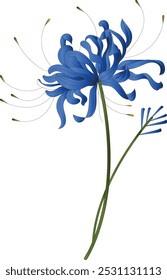 A light blue flower on a white background is an isolated Closeup. big shaggy flower. for design. Dahlia., Chrysanthemum flower