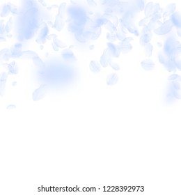 Light blue flower petals falling down. Pleasant romantic flowers falling rain. Flying petal on white square background. Love, romance concept. Authentic wedding invitation.