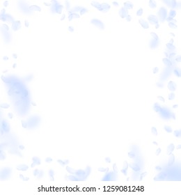 Light blue flower petals falling down. Cool romantic flowers frame. Flying petal on white square background. Love, romance concept. 