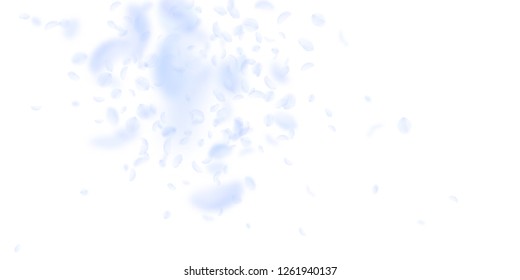 Light blue flower petals falling down. Divine romantic flowers explosion. Flying petal on white wide background. Love, romance concept. Delicate wedding invitation.