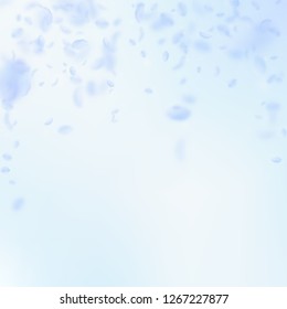 Light blue flower petals falling down. Worthy romantic flowers falling rain. Flying petal on blue sky square background. Love, romance concept. Authentic wedding invitation.