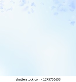 Light blue flower petals falling down. Ravishing romantic flowers gradient. Flying petal on blue sky square background. Love, romance concept. Captivating wedding invitation.