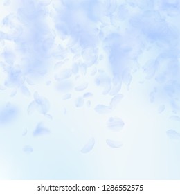 Light blue flower petals falling down. Bizarre romantic flowers falling rain. Flying petal on blue sky square background. Love, romance concept. Authentic wedding invitation.