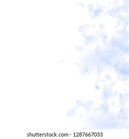 Light blue flower petals falling down. Fancy romantic flowers gradient. Flying petal on white square background. Love, romance concept. Captivating wedding invitation.