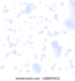 Light blue flower petals falling down. Excellent romantic flowers falling rain. Flying petal on white square background. Love, romance concept. Bewitching wedding invitation.