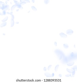 Light blue flower petals falling down. Grand romantic flowers corner. Flying petal on white square background. Love, romance concept. Alluring wedding invitation.