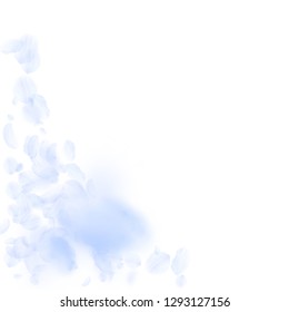 Light blue flower petals falling down. Unequaled romantic flowers corner. Flying petal on white square background. Love, romance concept. Adorable wedding invitation.