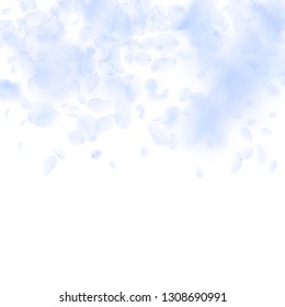 Light blue flower petals falling down. Terrific romantic flowers gradient. Flying petal on white square background. Love, romance concept. Bizarre wedding invitation.