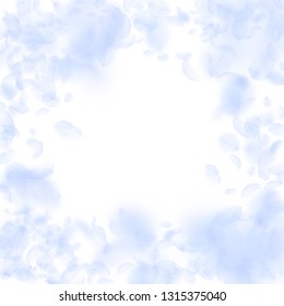 Light blue flower petals falling down. Attractive romantic flowers vignette. Flying petal on white square background. Love, romance concept. Dazzling wedding invitation.