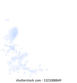 Light blue flower petals falling down. Sightly romantic flowers corner. Flying petal on white square background. Love, romance concept. Adorable wedding invitation.