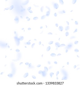 Light blue flower petals falling down. Posh romantic flowers falling rain. Flying petal on white square background. Love, romance concept. Beautiful wedding invitation.