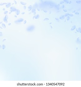 Light blue flower petals falling down. Splendid romantic flowers falling rain. Flying petal on blue sky square background. Love, romance concept. Authentic wedding invitation.