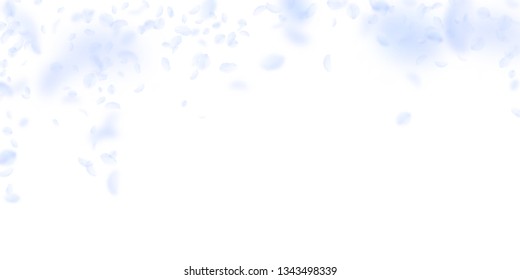 Light blue flower petals falling down. Fascinating romantic flowers falling rain. Flying petal on white wide background. Love, romance concept. Delicate wedding invitation.