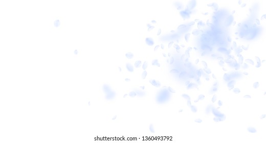 Light blue flower petals falling down. Optimal romantic flowers explosion. Flying petal on white wide background. Love, romance concept. Decent wedding invitation.