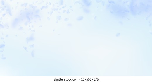 Light blue flower petals falling down. Fancy romantic flowers falling rain. Flying petal on blue sky wide background. Love, romance concept. Delicate wedding invitation.
