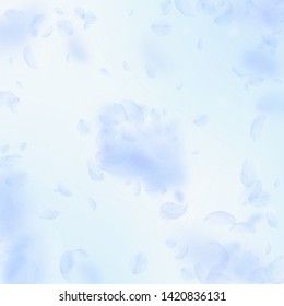 Light blue flower petals falling down. Neat romantic flowers explosion. Flying petal on blue sky square background. Love, romance concept. Appealing wedding invitation.